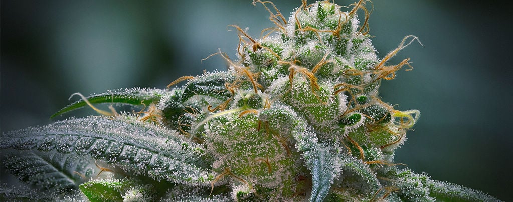 How To Boost Trichome Production In Cannabis