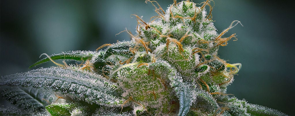 Everything You Need To Know About Trichomes