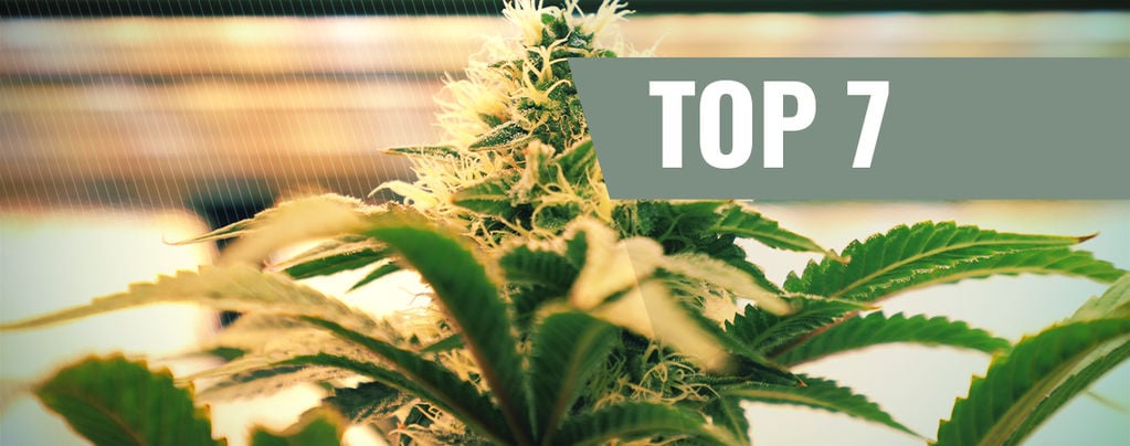 How To Grow Cannabis Indoors