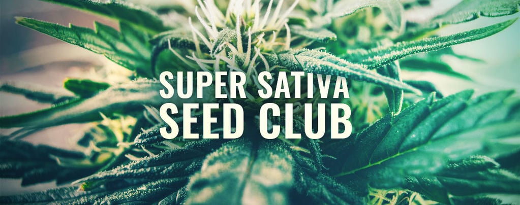 Super Sativa Seed Club Is Back!