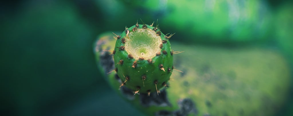 Mescaline Cacti