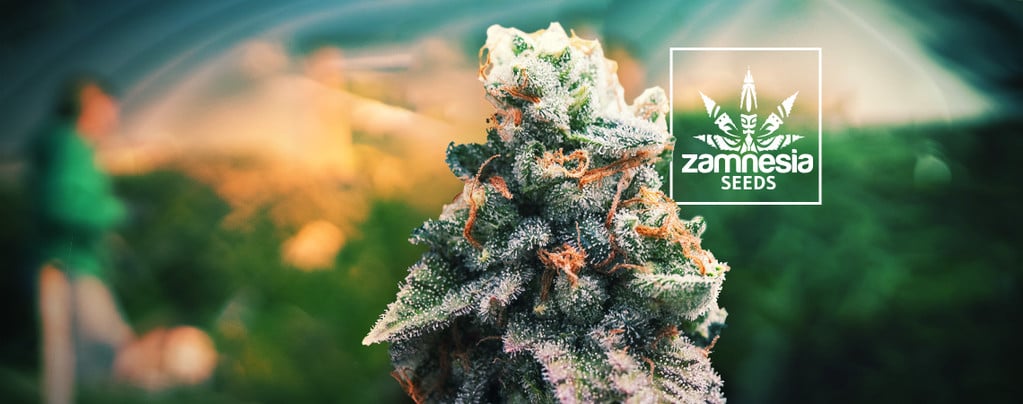 The Duration And Different Levels Of A Weed High - Zamnesia Blog