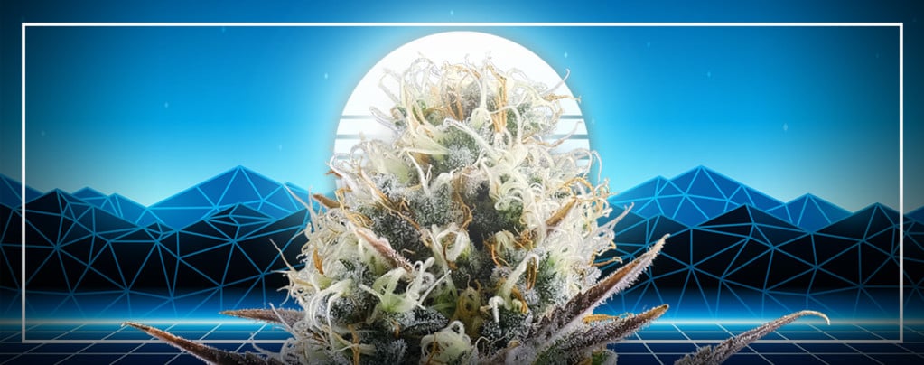 The Pinnacle Of Cannabis Evolution: Blue 2.0