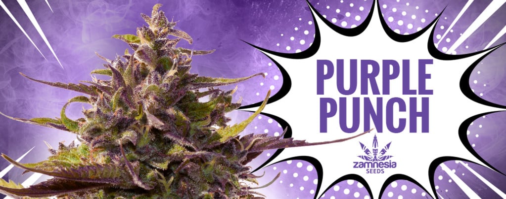 Purple Punch (Zamnesia Seeds) feminized