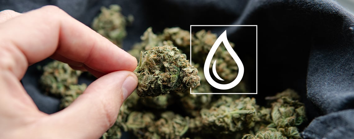 What To Do If Your Weed Got Wet (Or Is Just Too Moist)