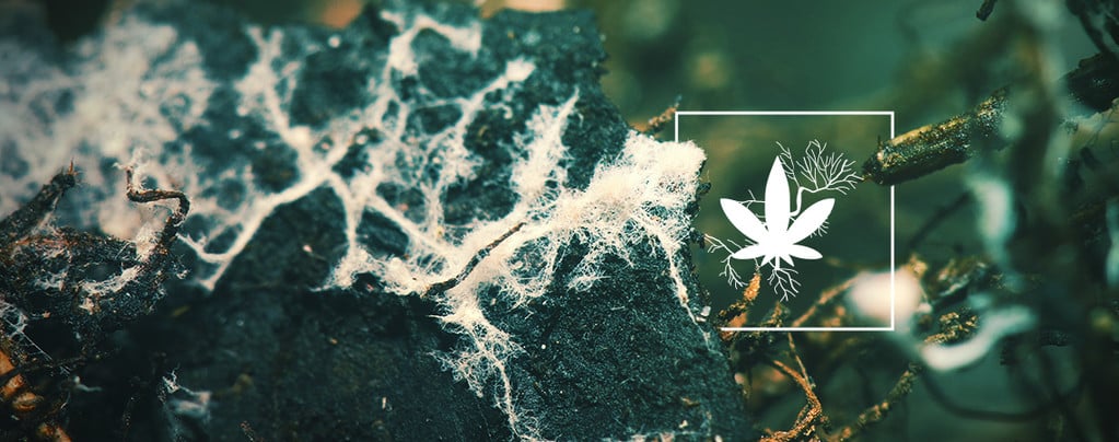 Increasing Cannabis Yields With Mycorrhizae