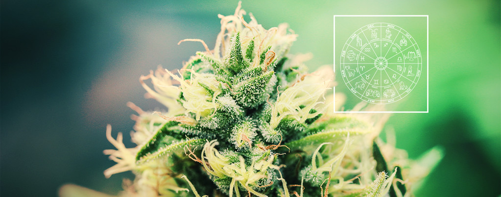 The Perfect Cannabis Strain For Every Zodiac Sign
