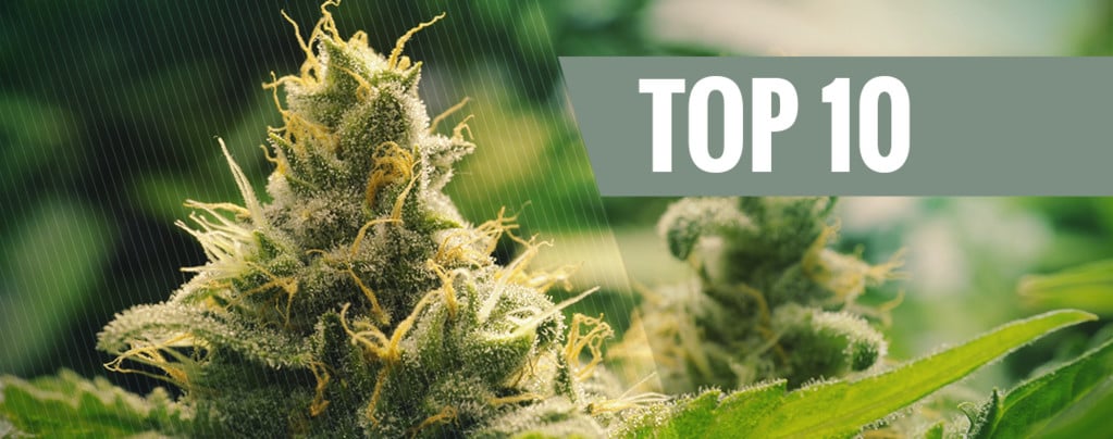 Top 10 Classic Cannabis Strains
