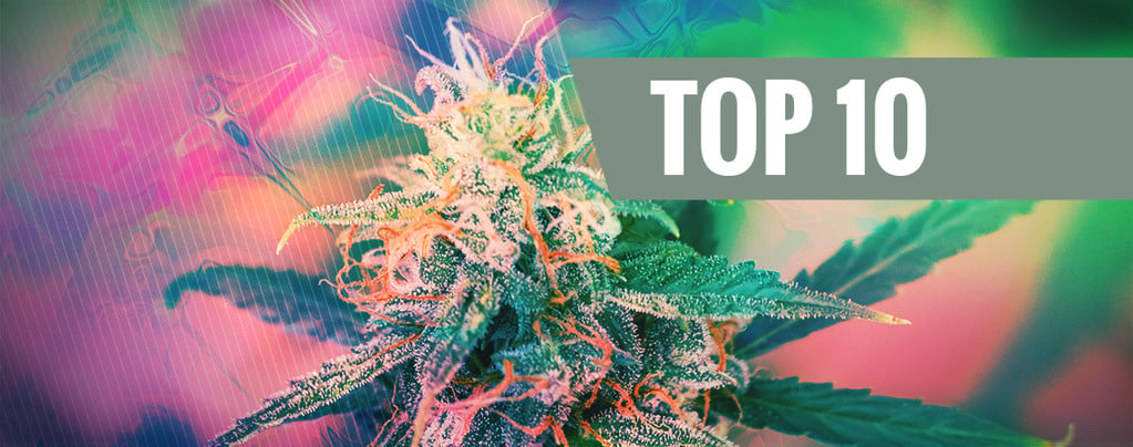 10 Psychedelic Strains - Zamnesia Blog