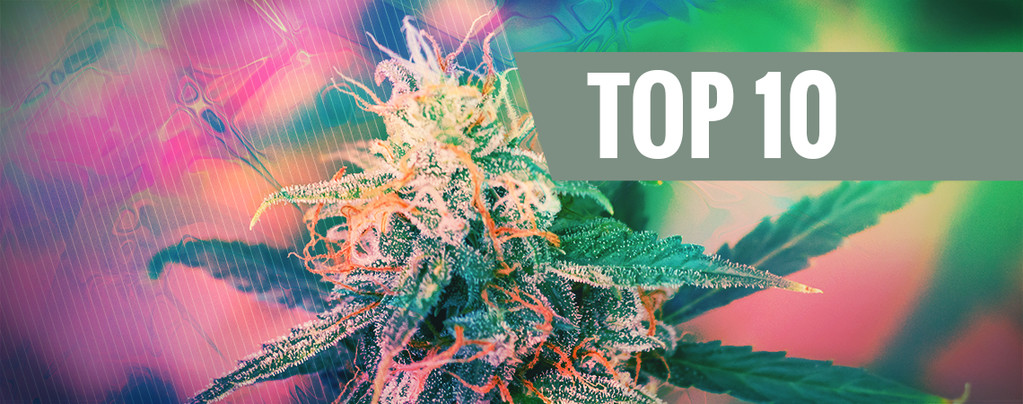 Top 10 Psychedelic Cannabis Strains