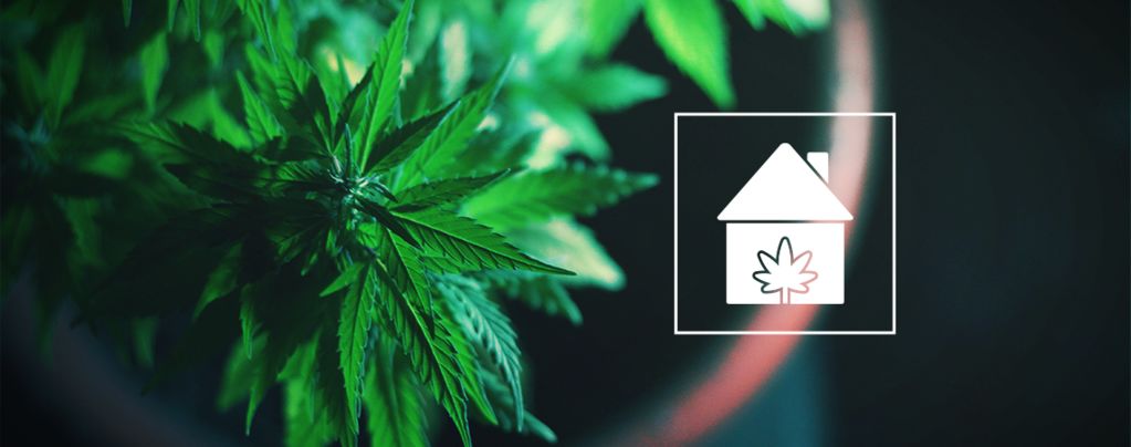 Grow Cannabis Anywhere At Home