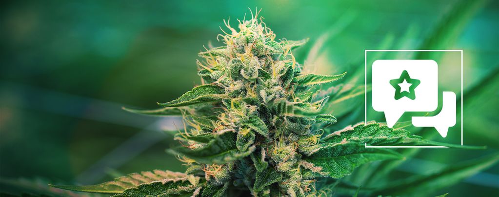 Super Silver Haze: Cannabis Strain Review & Information