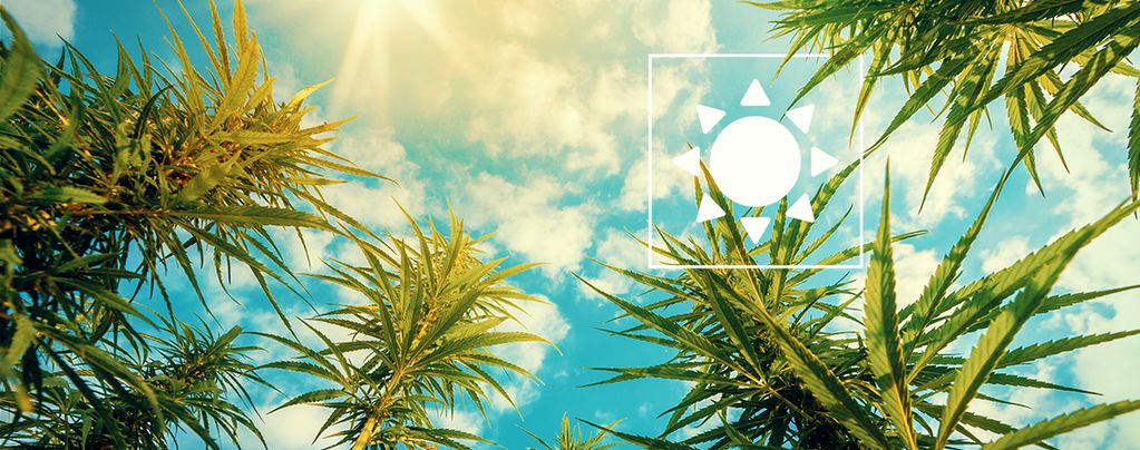 How Much Sunlight Do Outdoor Cannabis Plants Need?