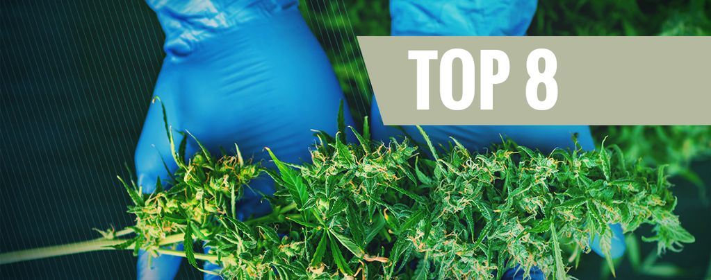 8 Harvesting Tools Every Cannabis Grower Needs