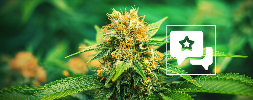Mango Haze: Cannabis Strain Review & Information