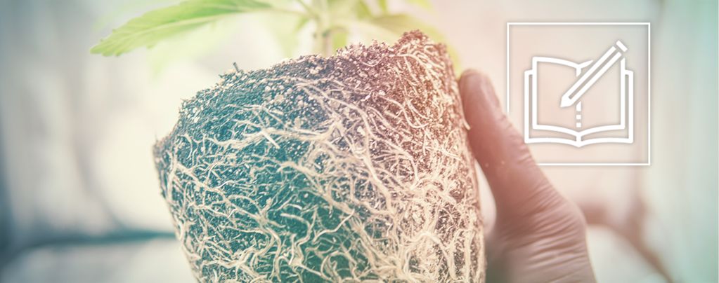 Why And How To Use Cannabis Roots