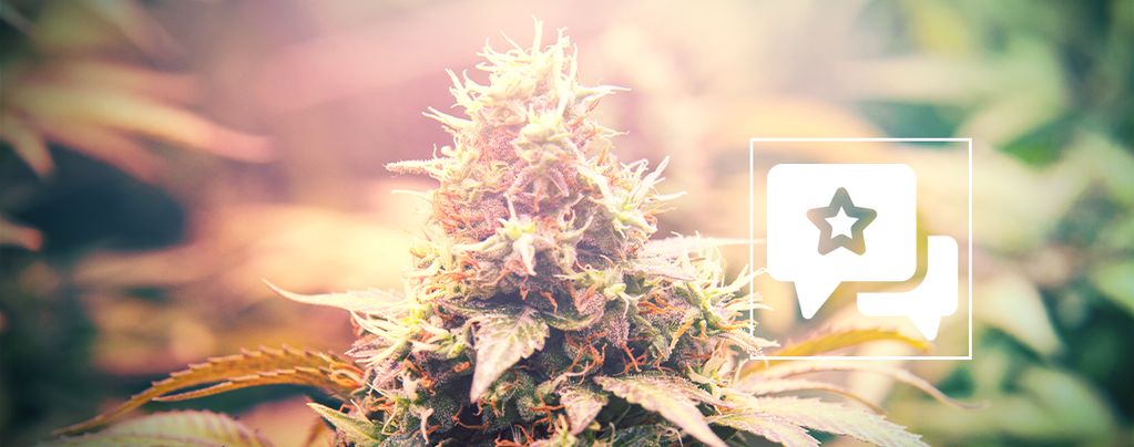 Candy Kush: Cannabis Strain Review and Information