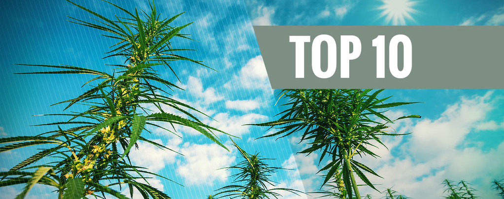 Top 10 High-Yielding Feminized Cannabis Strains