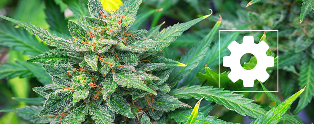 Are Autoflowering Cannabis Strains Less Potent Than Others?