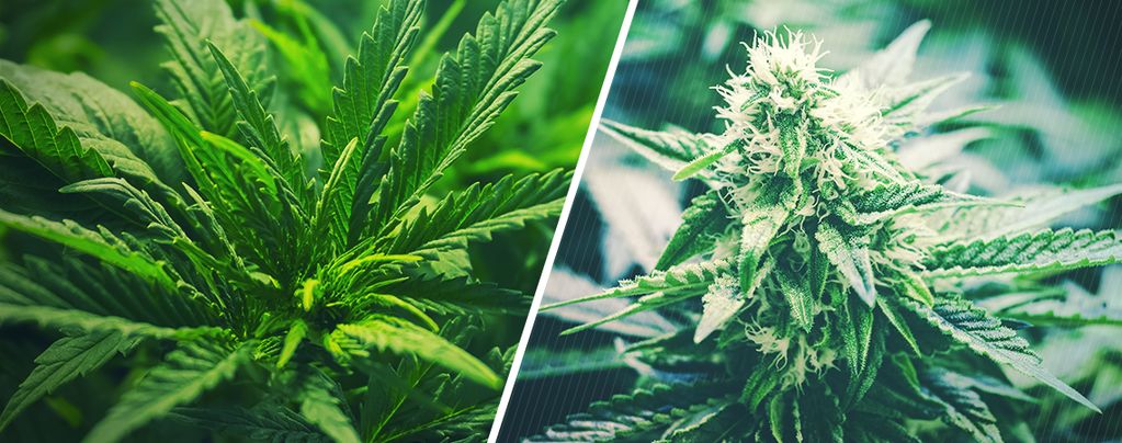 When To Switch Cannabis From Vegetative To Flowering Phase