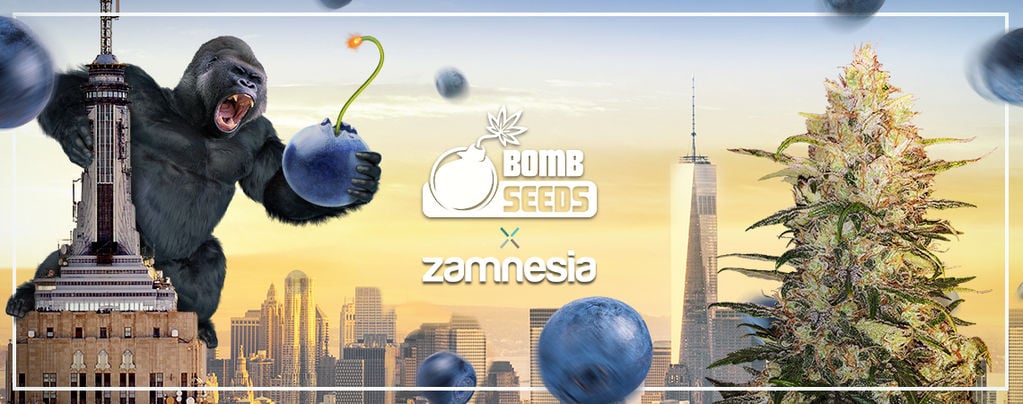 Zamnesia x Bomb Seeds: Bomberry Glue Auto (Limited Edition)