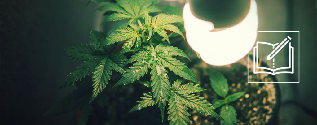 Everything You Need to Know About Micro-Growing Cannabis