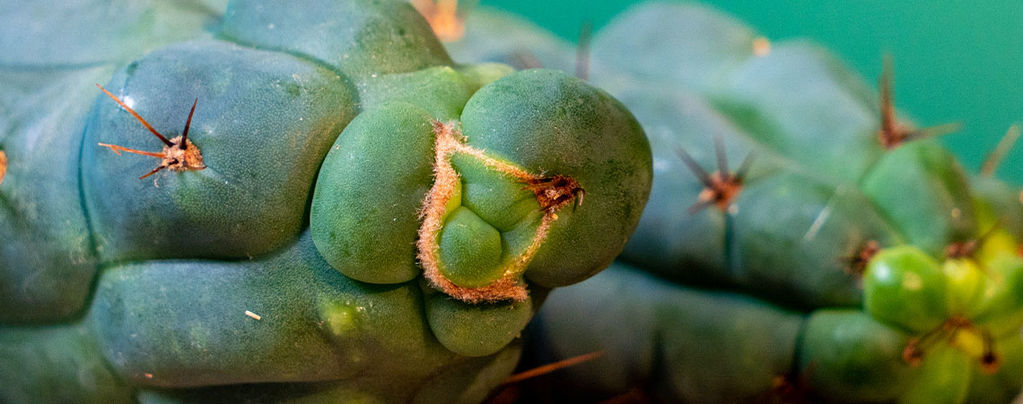 Echinopsis Zamnesiana — Our Exclusive Mescaline Cactus
