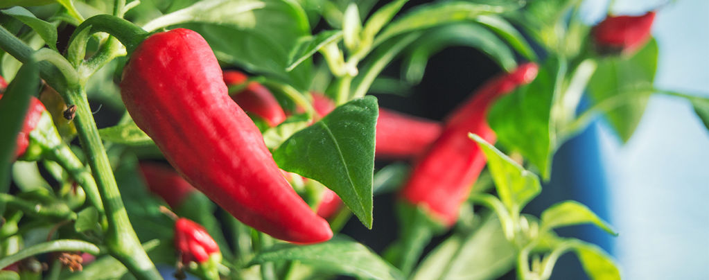 How To Grow Chilli Peppers