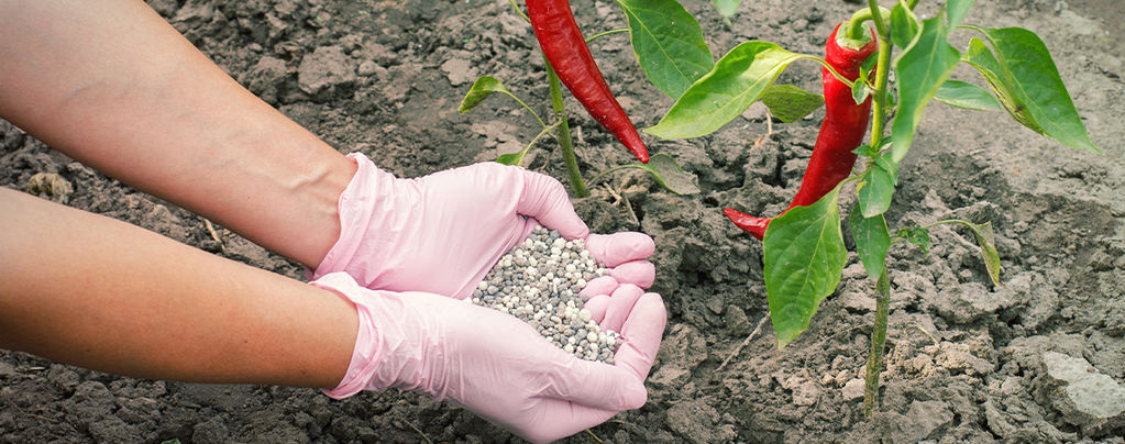 How To Fertilise Hot Pepper Plants