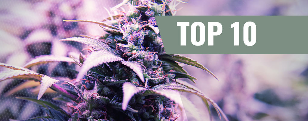 Top 10 Most Popular Strains By Zamnesia Seeds