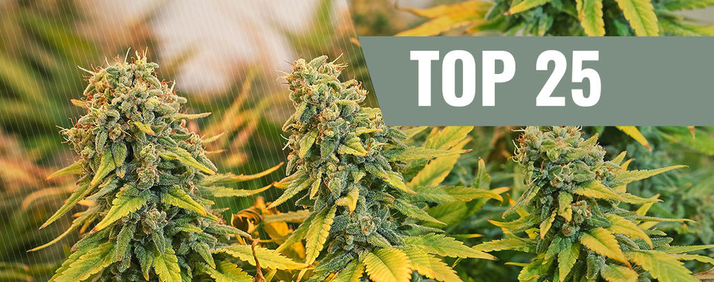 Top 25 Classic Cannabis Strains