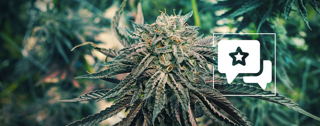 Pink Rozay: Cannabis Strain Review & Information