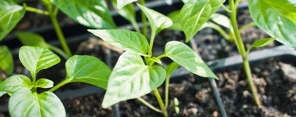 How To Grow Hot Pepper Plants From Clones