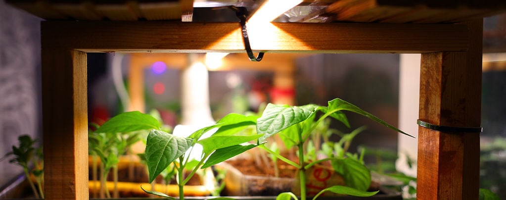 The Best Grow Lights For Hot Peppers - Blog