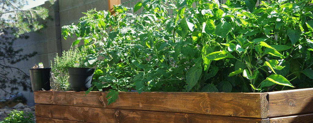 How To Make Raised Beds For Hot Peppers 