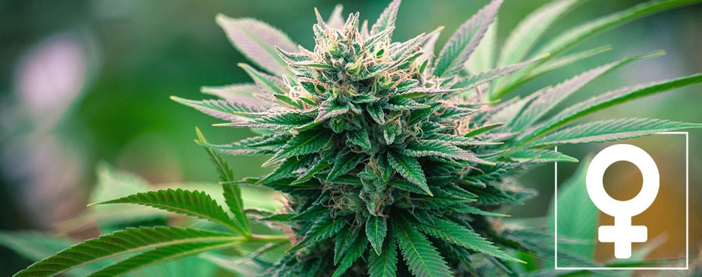 Top 10 Reasons To Grow Feminized Cannabis