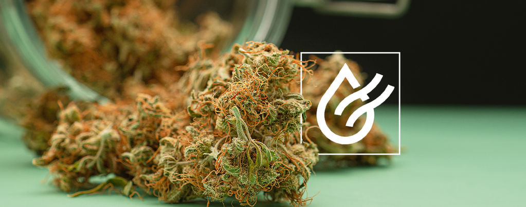 How To Dry Cannabis Fast And 3 Alternatives For Wet Buds