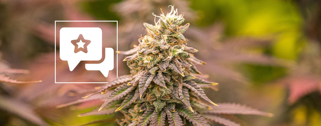 Jealousy: Cannabis Strain Review & Information﻿﻿﻿﻿﻿