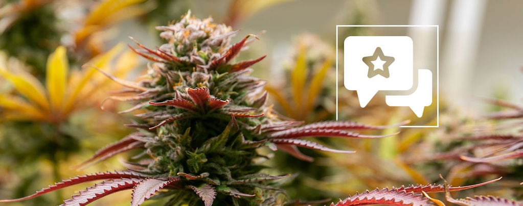 Black Orchid: Cannabis Strain Review & Information