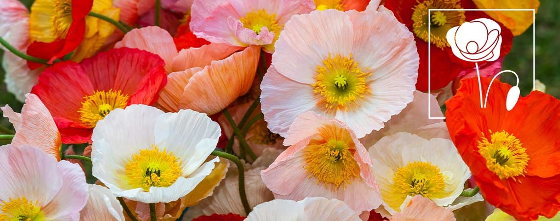 Everything You Need To Know About Poppies
