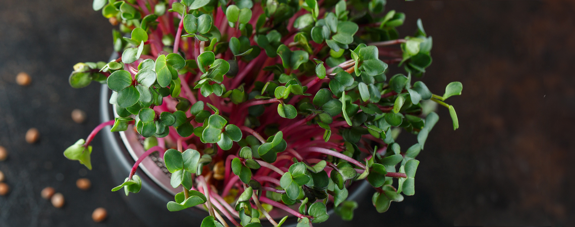 Microgreens: What Are They And How To Grow