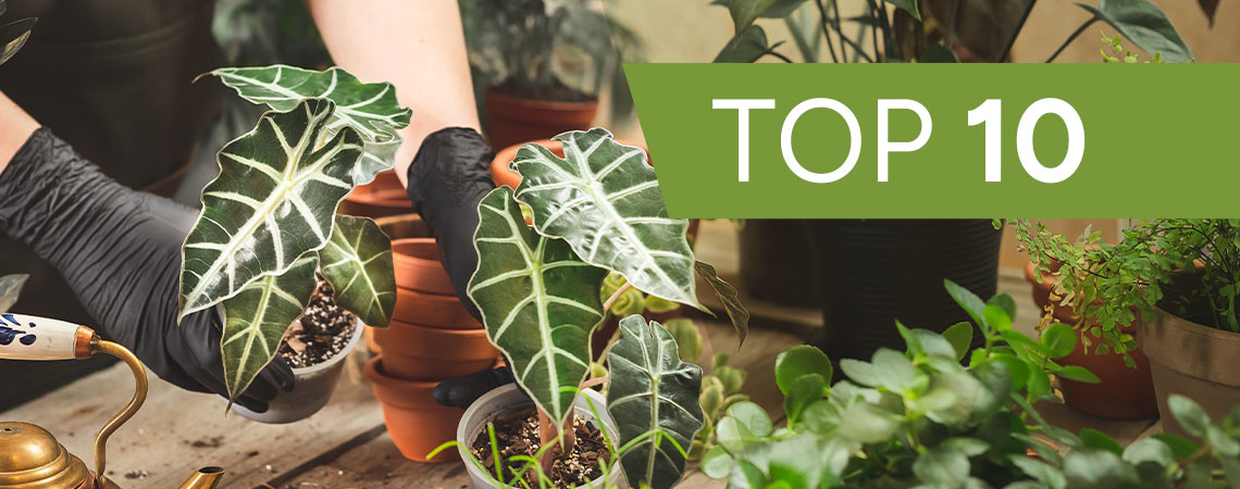 Top 10 Ornamental Plants To Grow Indoors