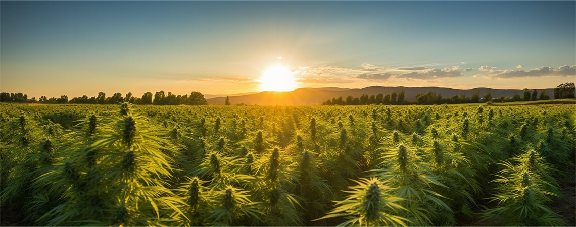 Is The Hemp Industry At Risk?