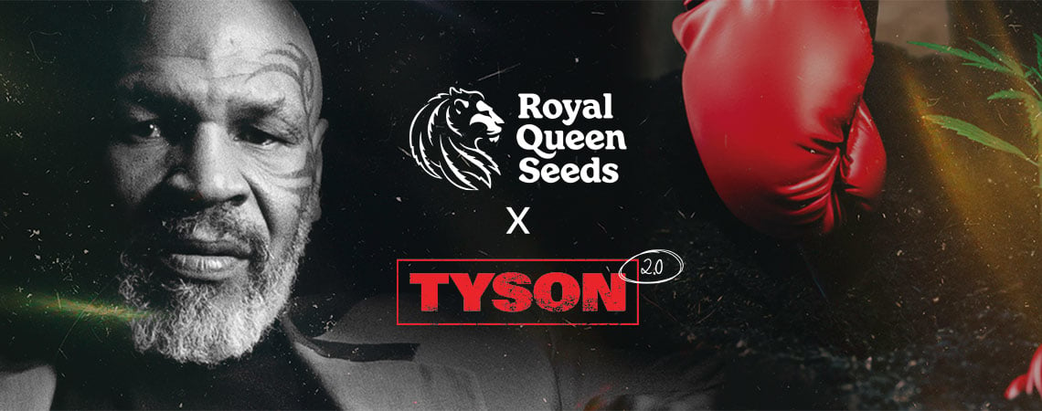 Royal Queen Seeds X Mike Tyson: The Greatest Matchup Of All Time?