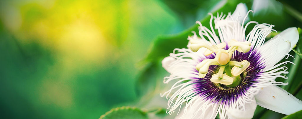 Passionflower - The Great Enhancer