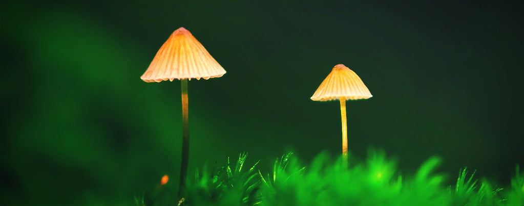 Top 10 Magic Mushrooms