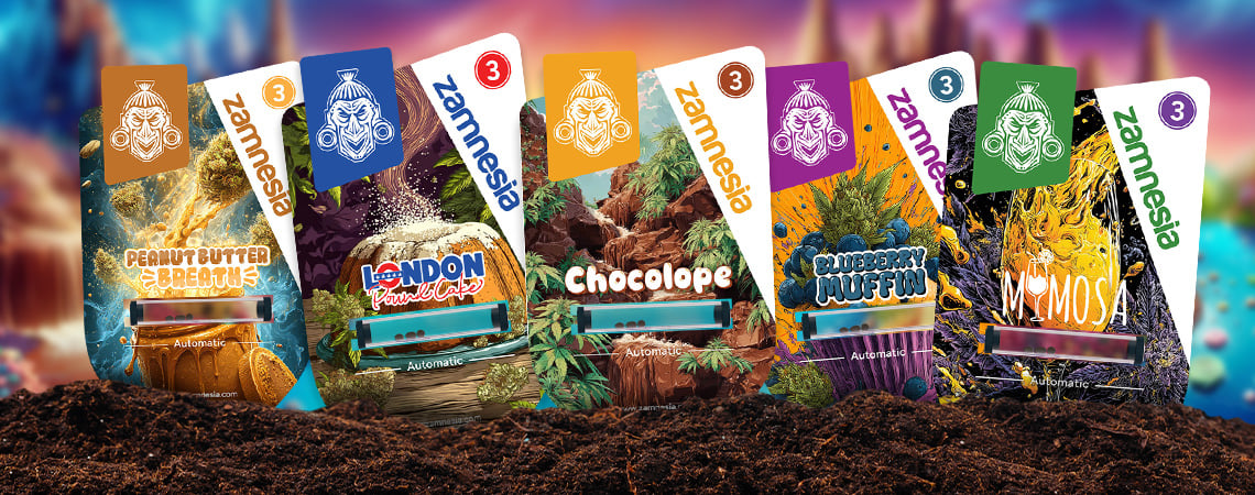 Strain showcase: Sugar Valley