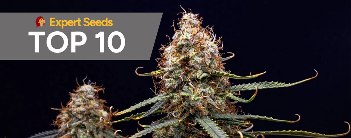 Top 10 best strains by Expert Seeds