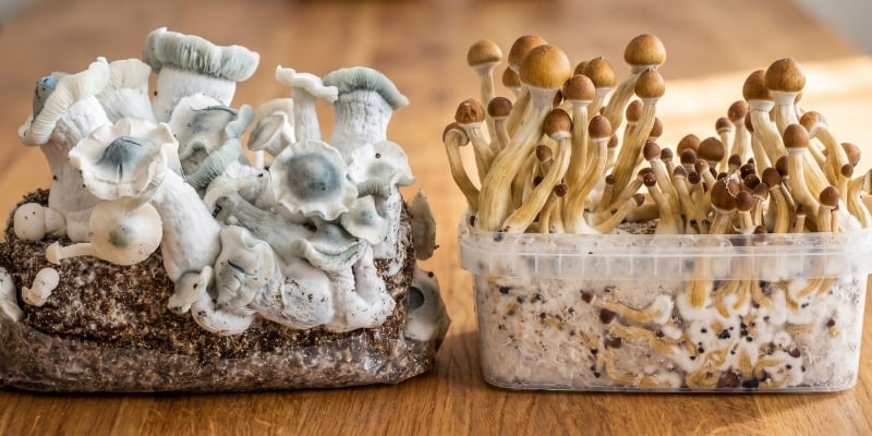 Magic Mushroom Grow Kits vs. Ready-2-Grow Bags
