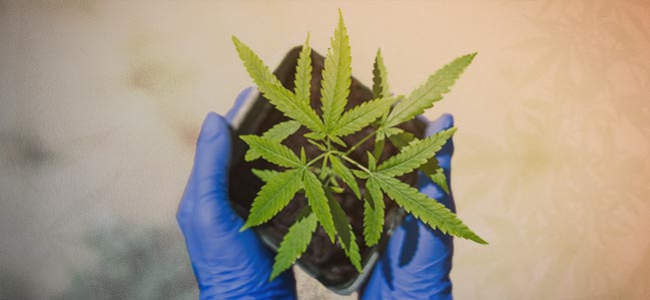 How To Grow Your First Cannabis Plant In 10 Steps